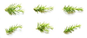 The Benefits of Using Rosemary Oil